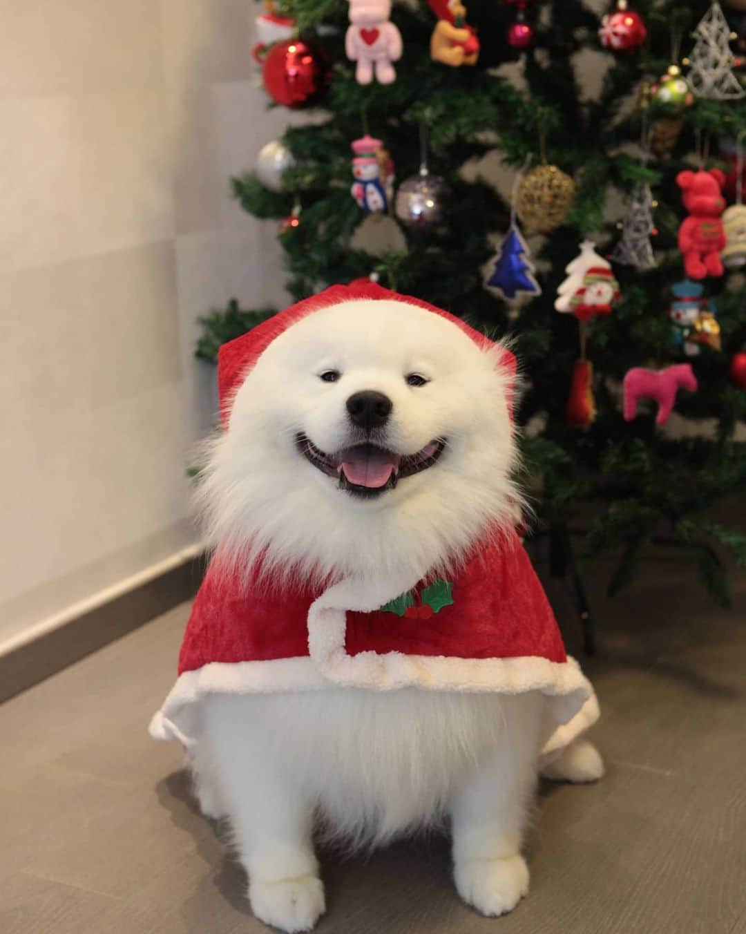 Alex Toのインスタグラム：「Merry Christmas 🎄❄️🎉🎊🎅 Wish you all good health and happiness. 😊😊😊 #cute #dog #doglover #dogsofinstagram #dogoftheday #dogofthedayjp #dogstagram #fluffy #hkig #hongkong #ilovemydog #instadog #instagood #instamood #instagraphy #shibainu #samoyedoninstagram #pet #petlovers #petsofinstagram #petstagram #photooftheday #puppy #pupsofinstagram #samoyed #samoyedsofinstagram #webstagram #犬 #サモエド」