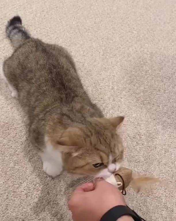 Aww Clubのインスタグラム