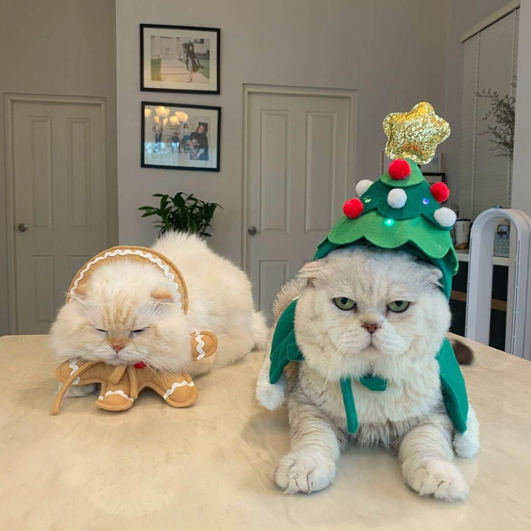 Haruさんのインスタグラム写真 - (HaruInstagram)「Wishing you a Merry Christmas 🎄✨」12月25日 13時57分 - haru_thecat