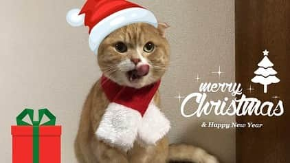 かんちゃんさんのインスタグラム写真 - (かんちゃんInstagram)「． ． Merry Christmas！🎄😽🐾 ． ．  #スコティッシュフォールド #猫  #cat  #cats #ねこ #ネコ #札幌 #sapporo」12月25日 14時14分 - kan___chan