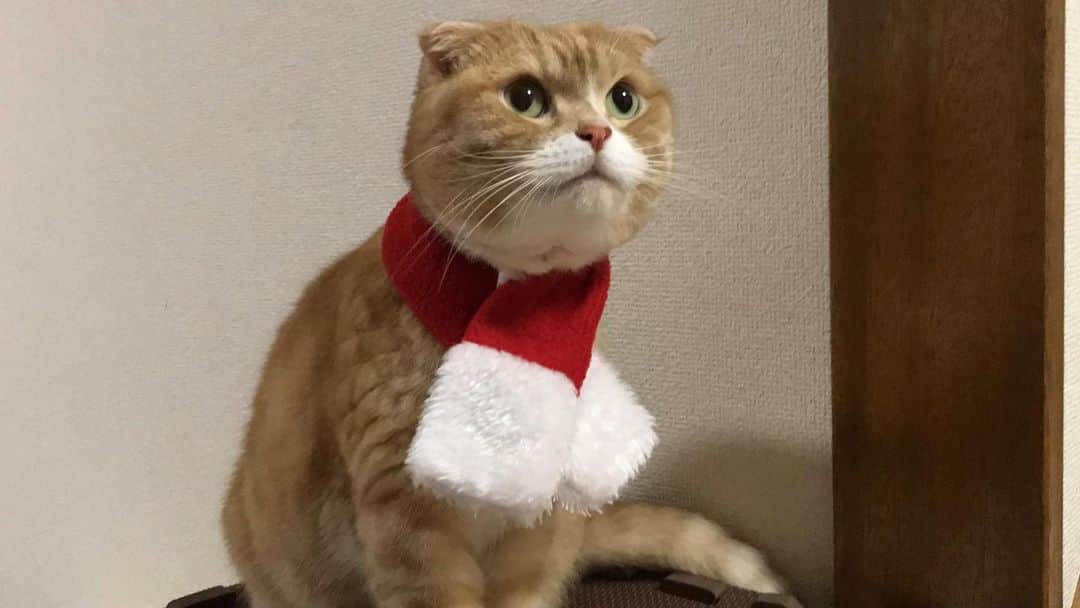 かんちゃんさんのインスタグラム写真 - (かんちゃんInstagram)「． ． Merry Christmas！🎄😽🐾 ． ．  #スコティッシュフォールド #猫  #cat  #cats #ねこ #ネコ #札幌 #sapporo」12月25日 14時14分 - kan___chan