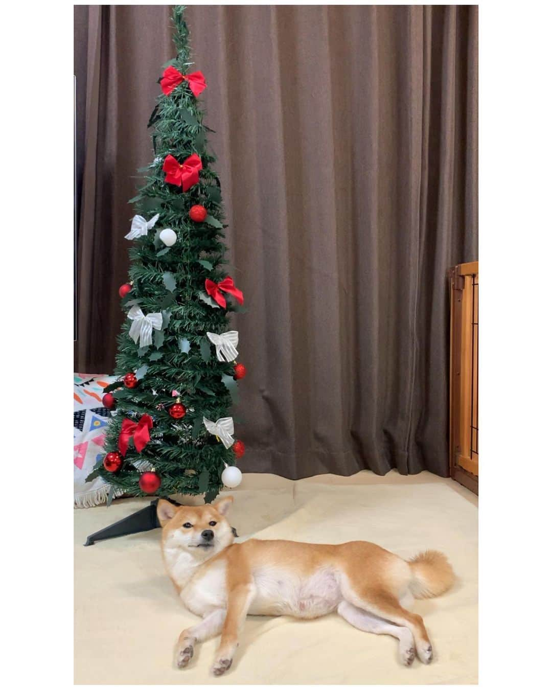 豆柴 サニーちゃんさんのインスタグラム写真 - (豆柴 サニーちゃんInstagram)「. . 2020.12.25 Merry Christmas🎄🐻🐶 . ①お耳にリボンみたいな サニちゃん🐻🎀今日もかわいい〜 ペット用ラウンジベッドでまったりタイム✨ @ambient_lounge_japan . ②セクシーラムちゃん🐶 飾りを全部前に出したら 可愛くなったツリー🎄😆 . . #お耳にリボン🎀 #のんびりタイム #クリスマスツリー🎄 #ambientlounge #アンビエントラウンジ #ペットラウンジ#pr . #柴犬#豆柴 #赤柴#豆柴子犬 #まめしば#いぬのきもち #サンデイ#サンデイいぬ組#anicas#shiba_snap #shibainu#shiba#mameshiba#shibastagram #mameshibapuppy#shibapuppy#9gag#9gagpets #豆柴サニーちゃん#豆柴ラムちゃん#さにらむたん#さにらむ2020」12月25日 14時26分 - sunny_rei_32