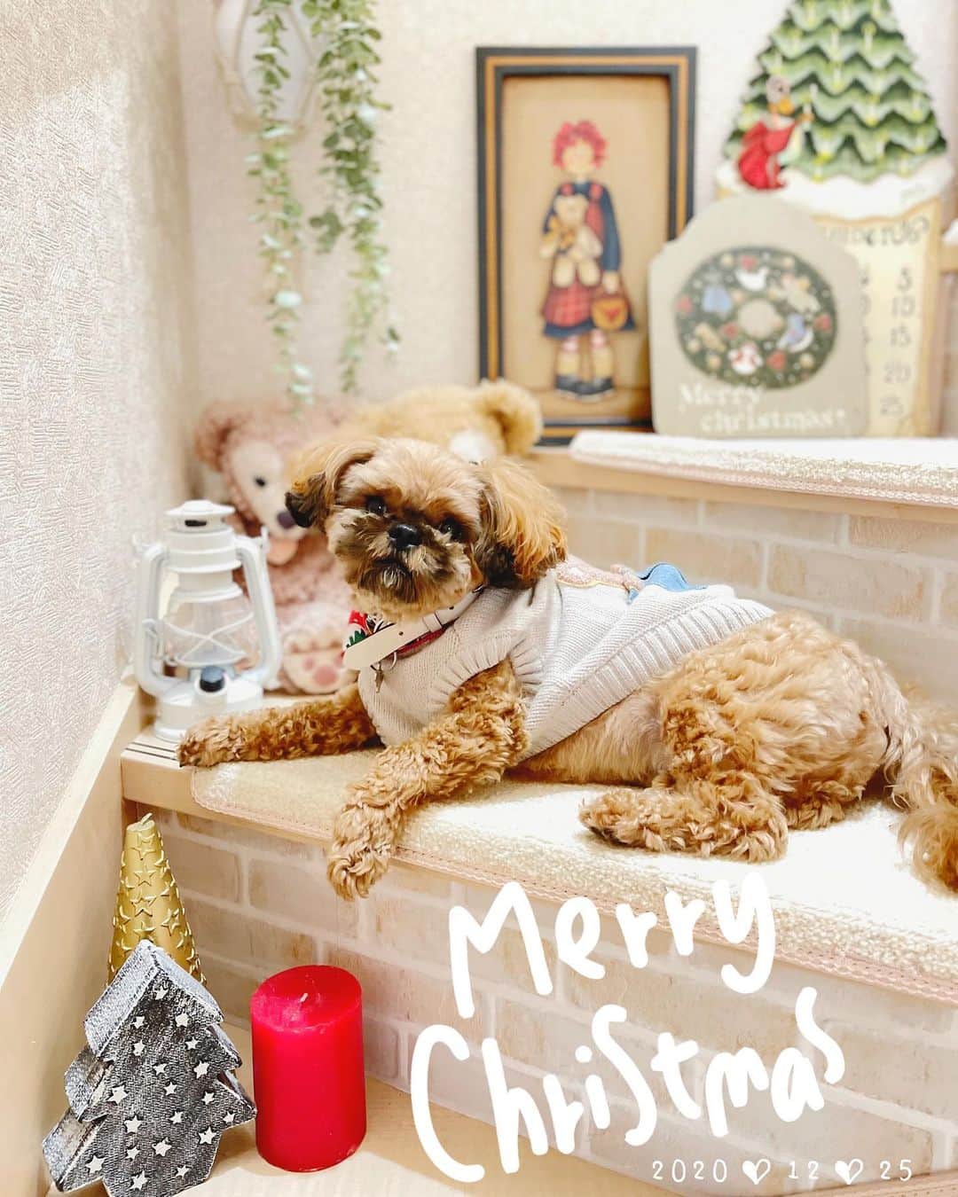 巴山萌菜さんのインスタグラム写真 - (巴山萌菜Instagram)「✨🎄Happy 🐶 MerryX'mas 🎄✨  #ペキプーのくるくん #ペキプー #ペキニーズ #トイプードル #はなぺちゃ犬 #短足犬  #クリスマス #Xmas #christmas」12月25日 14時27分 - mona_tomoyama