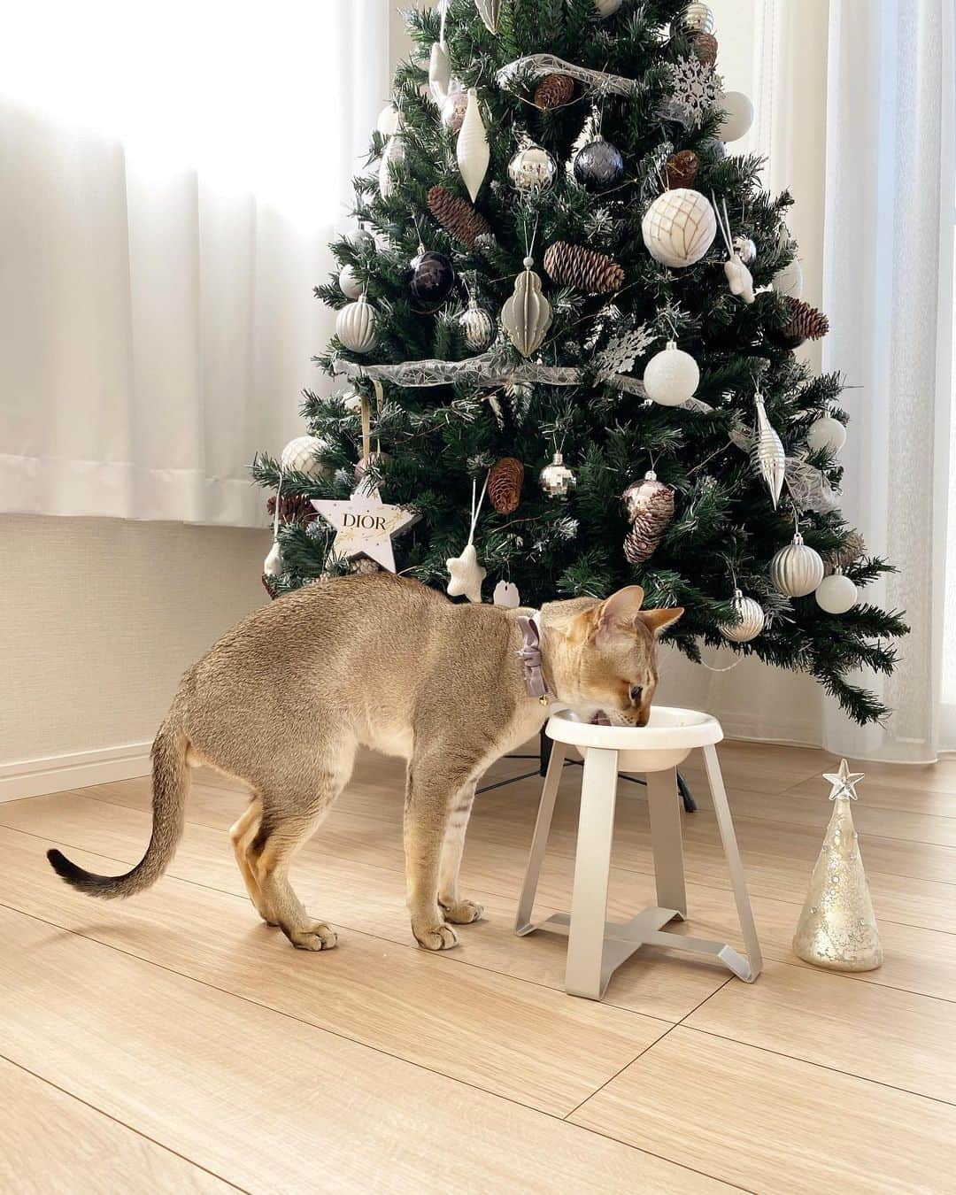 モルト♡Malt(Singapuracat)さんのインスタグラム写真 - (モルト♡Malt(Singapuracat)Instagram)「Merry Christmas🎄😼 モルちゃんのクリスマスプレゼントは新しいフードボウルとスタンドのセット😸🥣 サイズ選びですごく悩んだけど、ストーリーのメッセージで相談に乗ってもらえて助かりました✨S High tallにしてみた。 * しばらく使ってみないとわからないけど、今日のところはモルちゃん嫌がらずに使ってくれた☺️」12月25日 14時23分 - apy.malt
