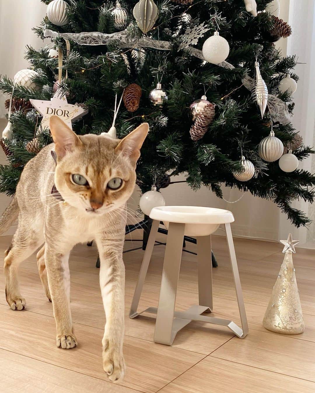 モルト♡Malt(Singapuracat)さんのインスタグラム写真 - (モルト♡Malt(Singapuracat)Instagram)「Merry Christmas🎄😼 モルちゃんのクリスマスプレゼントは新しいフードボウルとスタンドのセット😸🥣 サイズ選びですごく悩んだけど、ストーリーのメッセージで相談に乗ってもらえて助かりました✨S High tallにしてみた。 * しばらく使ってみないとわからないけど、今日のところはモルちゃん嫌がらずに使ってくれた☺️」12月25日 14時23分 - apy.malt