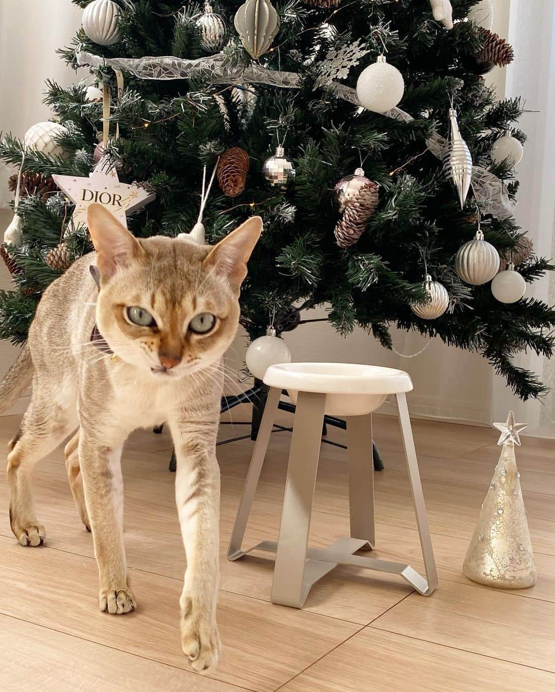 モルト♡Malt(Singapuracat)のインスタグラム：「Merry Christmas🎄😼 モルちゃんのクリスマスプレゼントは新しいフードボウルとスタンドのセット😸🥣 サイズ選びですごく悩んだけど、ストーリーのメッセージで相談に乗ってもらえて助かりました✨S High tallにしてみた。 * しばらく使ってみないとわからないけど、今日のところはモルちゃん嫌がらずに使ってくれた☺️」