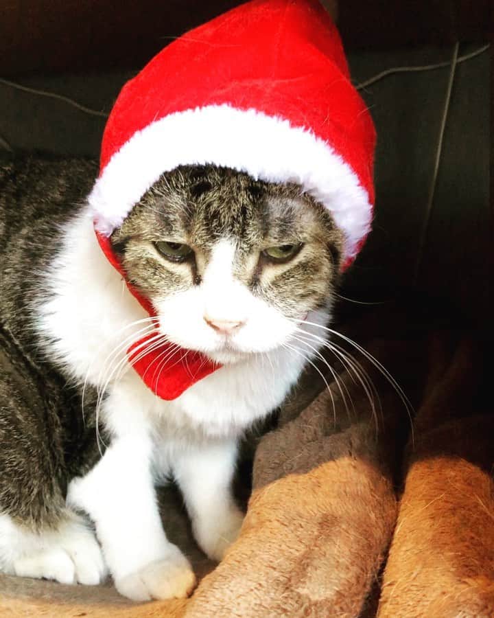 渡部幸也のインスタグラム：「メリークリスマス🎅🐈🎄セスくん  riLLa 渡部幸也  #ヘアスタイル #ヘア #髪型 #ヘアカタログ #ヘアセット #くせ毛風パーマ #透明感カラー #hair #恵比寿美容院 #代官山美容室 #代官山美容院 #美容学生 #中目黒美容師 #恵比寿グルメ 美容師 #恵比寿美容師 #中目黒美容室 #中目黒美容院 #恵比寿美容室 #サロンモデル #中目黒ランチ #恵比寿ランチ #riLLa #中目黒 #代官山 #恵比寿 #猫 #ar_magazine #murua #riLLa中目黒  #猫のいる暮らし」