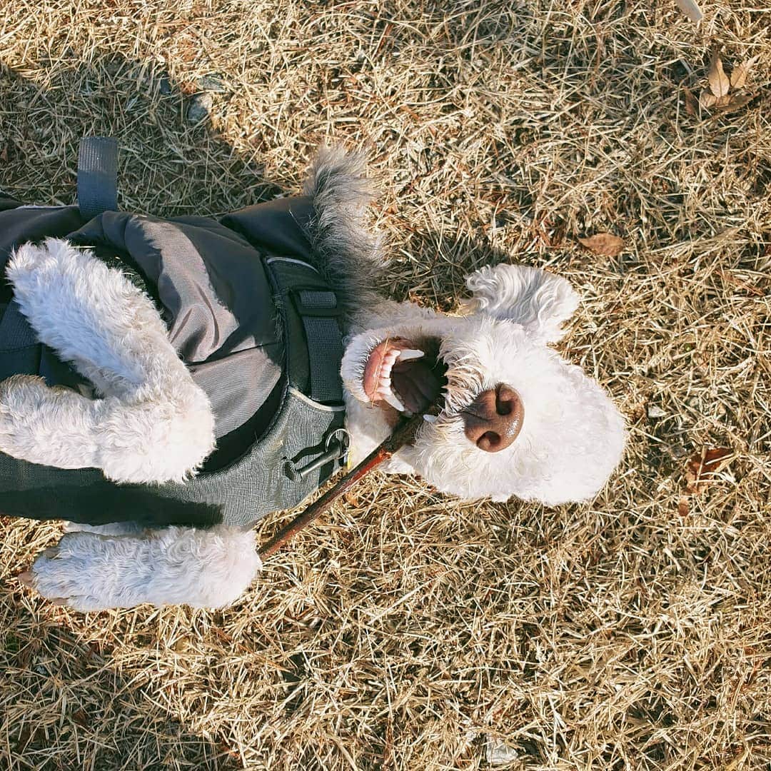 パク・ジュヒョンのインスタグラム：「Merry 크리스마스  우리 아드님이 제일 신나심🐶」