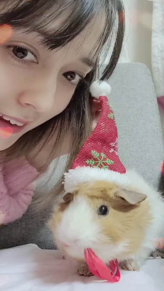 ニコラのインスタグラム：「Merry Christmas with lots of love.😘🎅 ちょっとだけモルちゃんにクリスマス動画、付き合ってもらいました😆 リボン食べ始めました🤣なんでも噛んじゃうだよね。💦💦💦  Guinea pig Ms.vivi Santa Claus started eating red ribbon.😂」