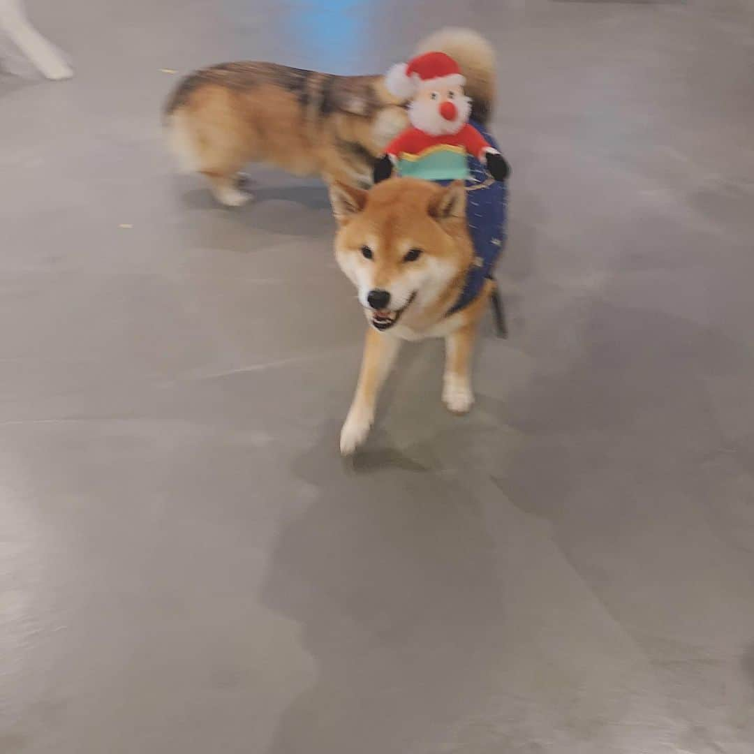 Shibainu Pontaのインスタグラム