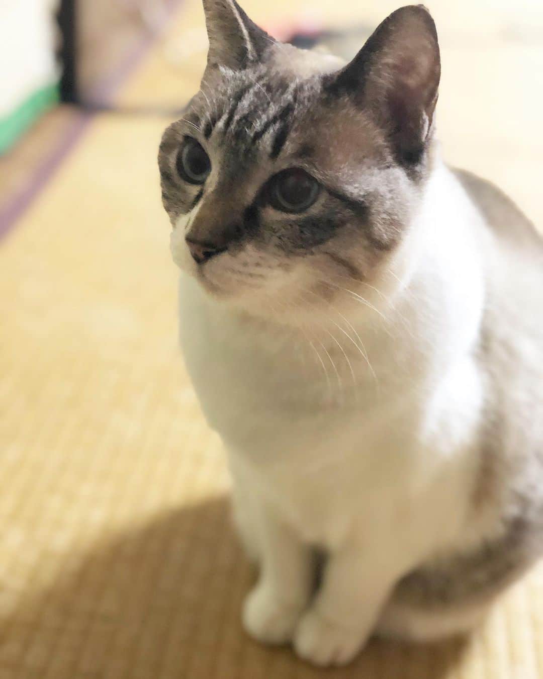 町田康のインスタグラム：「何宗や？」