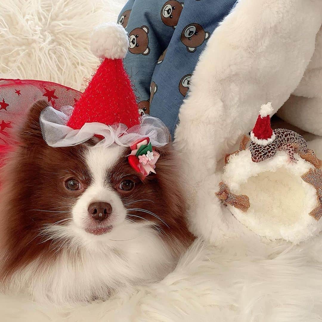 mycoのインスタグラム：「I have a pet lizard🦎 Amazingly, it is almost 20 years old! I'm very surprised at how long it has lived. Please stay healthy♡﻿ ﻿ りり🐶&とかげさん🦎への🎁🎄✨﻿ とかげさんもうすぐ20歳になります！﻿ こんなに長生きするんですね！！﻿ あたしゃ…びっくらこいてます。﻿ ﻿ 20歳記念も込めてずっと欲しかった﻿ 可愛いちぐら2個（おうち？）のプレゼント🎁﻿ サンタの帽子も作ってくださいました！﻿ @i.am.a.factory  さんありがとうございました！！﻿ オーダーで作って下さるんですよ♡﻿ 可愛すぎて2つオーダーさせて頂きました！ めちゃくちゃ気に入りました😻﻿ ﻿ りりはベッド2個とご飯皿を🎁🎄﻿ ﻿ 2人ともー💕これからも幸せにするからね﻿ 🐶🦎ずっと長生きしてね！！  #leopardgecko #lizard #ヒョウモントカゲモドキ #ヒョウモントカゲモドキのいる生活 #pom #xmaspresent #xmas #ちぐら」