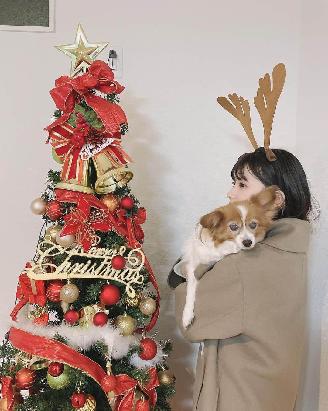 浅倉樹々さんのインスタグラム写真 - (浅倉樹々Instagram)「.﻿ ﻿ Merry Christmas.🎄﻿ ﻿ 素敵な1日を🧤﻿ ﻿ #tsubaki_factory #つばきファクトリー #idol #浅倉樹々﻿ #クリスマス #ツリー #愛犬 #パピヨン ﻿#サンタさん来ましたか ﻿」12月25日 15時27分 - kiki_asakura.official