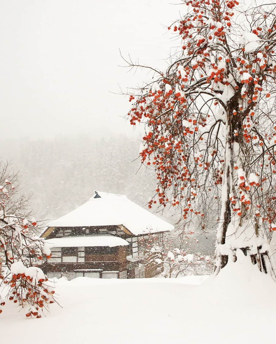 Rediscover Fukushimaのインスタグラム：「Merry Christmas!🎄✨  The bright color of persimmons against the white snow looks like Christmas lights don’t you think? 🎄✨  A persimmon tree collects snow in front of an old fashioned home in snowy Kaneyama town in Oku-Aizu area of Fukushima Prefecture. 💕  🏷 ( #japantrip #traveljapan #visitjapan #japanloves #japaneseculture #japanese #japan #japan_of_insta #japantravel #柿 #japanesefood #japanesefoodlover #fukushima #fukushimagram #visitfukushima #travelfukushima #persimmon #snowyjapan #japow #aizuski #winterinjapan #travel #travelgram #worldtraveler #special_spot_ #amazingplaces #cooljapan @abroadinjapan #abroadinjapan )」