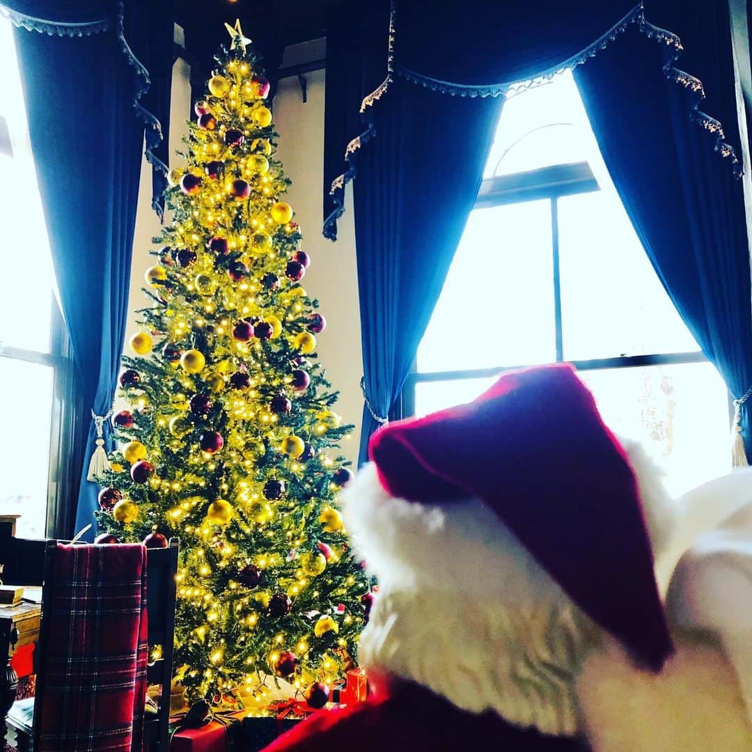 【公式】ホテルニューグランドのインスタグラム：「＊ Merry Christmas☆  心温まる素敵な一日となりますように・・・  サンタクロースさん、また来年お会いしましょう＾＾    #ホテルニューグランド #横浜 #メリークリスマス #クリスマスツリー #サンタクロース #贈り物 #プレゼント #Xmas #クリスマスギフト #また来年 #おつかれさま #また会いましょう #仕事納め #帰宅 #ホリデーシーズン #おやすみ #ケーキ #クリスマスケーキ #ホテル #ルミエールステイ #中庭 #イルミネーション #光の庭園 #もみの木 #オーナメント #ソリ #キャンドル #ディナー #yokohama #hotelnewgrand」