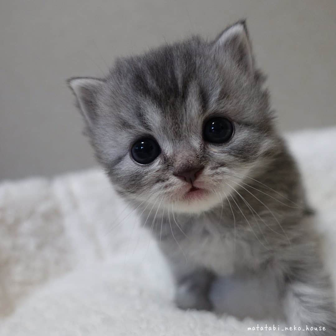 旅猫かあさんさんのインスタグラム写真 - (旅猫かあさんInstagram)「🌞BABY CAT  次男くん〜またたびファミリー みーくんの弟になりました。  お名前『くーちゃん』  お迎え迄〜大切にお預かりしますね。 素敵なご縁に感謝です🍀  #ご縁に感謝 #楽しい猫生活  #またたび猫ハウス　﻿#猫ブリーダー　#スコティッシュフォールド　#猫　#子猫　#こねこ　#にゃんすたぐらむ　#scottishfold #scottishfoldlovers #scottishfoldsoinstagram #cutepetclub #my_loving_pet #catsofgram #bestmeow #bestcats_oftheworld #cat_features #meowsandwoofs #mofmo #kittensofinstagram #adorable #excellent_cat #igcutest_animals #cat #picneko #instacat」12月25日 16時06分 - matatabi_neko_house