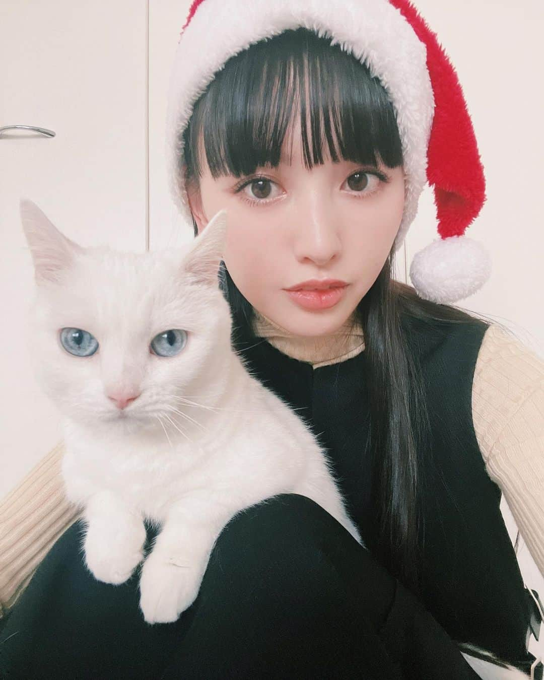 ダニョ（鈴木えみ）のインスタグラム：「クリスマスってちゅーるもらえる日？ #danyo #danyocawaii #munchkin #whitecat #catstagram #catlovers」