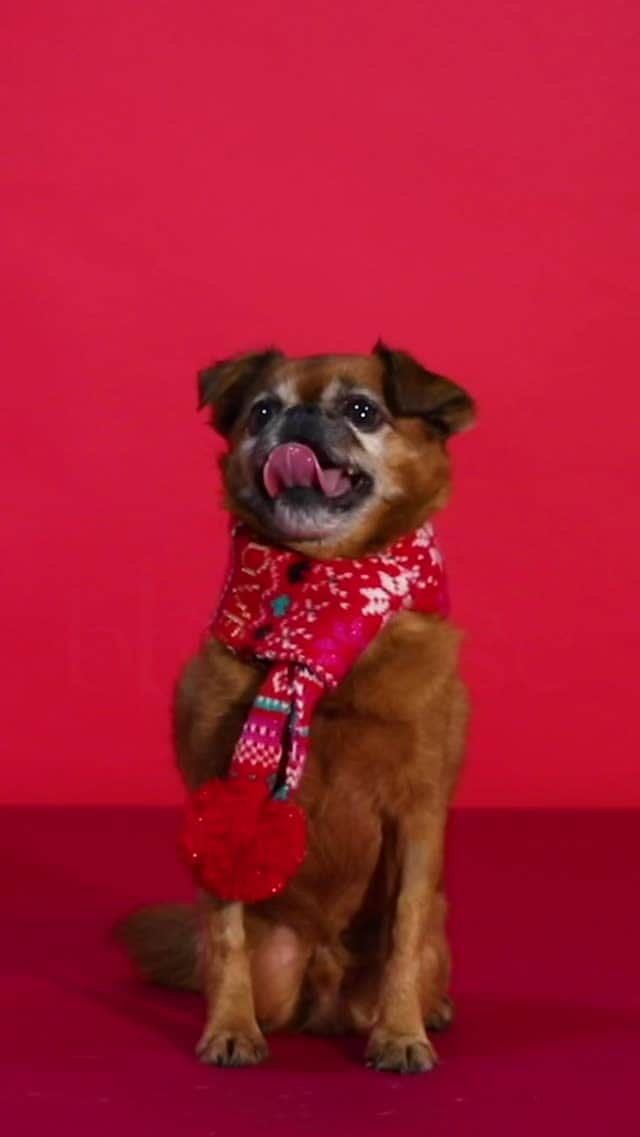 アクセサライズのインスタグラム：「A very merry Christmas from Team Accessorize and our very own Merrymaker AKA @abeastnamedrufus 🎉  Head to our reels to meet the whole squad #Accessorize #WonderFilled」