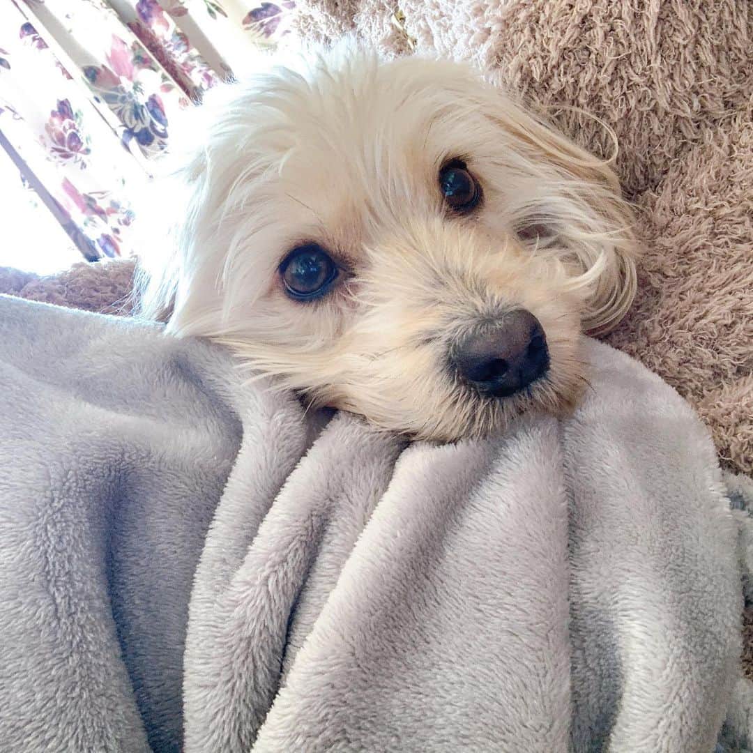 餃子のりさちゃんのインスタグラム：「イケメン🐶🎄🤍」