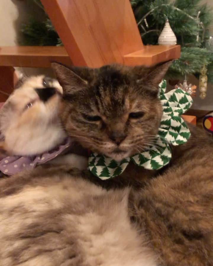 maimocotoのインスタグラム：「チコとの初めてのchristmas🎄 #モコとコト も天真爛漫な妹の扱いがとっても上手❤︎ ずーっとニヤニヤ眺めてます。この動画も気がついたら5分くらい撮ってたわ笑 ＊ ＊ 『ちーちゃんうざいときもあるけど、会えてうれしいの、あたち✨』 ＊ ＊ ストーリーズにも書きましたが保護活動仲間の @fuuchannel ちゃんが病気の子猫を8猫引き取りました。そこで保護費にと1冊2000円でチャリティカレンダー販売をしていますので、ご協力いただける方はよろしくお願いします🙇‍♀️みんな無事に育ってくれますように。 なにぬねのたちを育ててる時、彼女も乳飲み子がたくさんいたので、色々教えてもらいながら励まし合っていました。感謝と尊敬。本当にすごいです！ ＊ ＊ #モコとチコ #20歳のモコ #来年もみんなでchristmas迎えようね🎄」