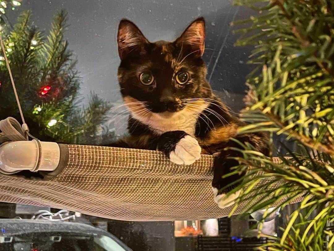 ジョーイ・ブラッグのインスタグラム：「She’s looking forward to being forced onto multiple zoom calls later today. Merry Christmas and happy holidays to everyone while we wait for Santa to give us all the vaccine in our stockings.」