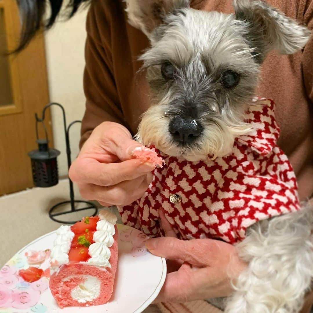 紀伊さつきさんのインスタグラム写真 - (紀伊さつきInstagram)「・ クリスマス、わが家にもサンタさんが来てました。  いちごのケーキ美味しそう🎁🎂 しかし15歳のシニア犬はひとくちで満足したようでした😂  愛犬は赤いサンタ色、母は茶色いトナカイ色、写ってませんが私は緑のツリー色の服でした。偶然。  ・  #訝しげ  #クリスマス #犬用ケーキ  #シニア犬 #シニア犬15歳 #愛犬 #犬 #わんこ  #シュナウザー #ミニチュアシュナウザー #片耳立ち #犬のいる暮らし #わんこ部 #犬バカ部  #dog #doggo #doggy #schnauzer  #miniatureschnauzer #minischnauzer #olddog #seniordog #doglover  #dogstagram #instadog #dogoftheday #christmas #christmascake」12月25日 17時16分 - keysatsuki