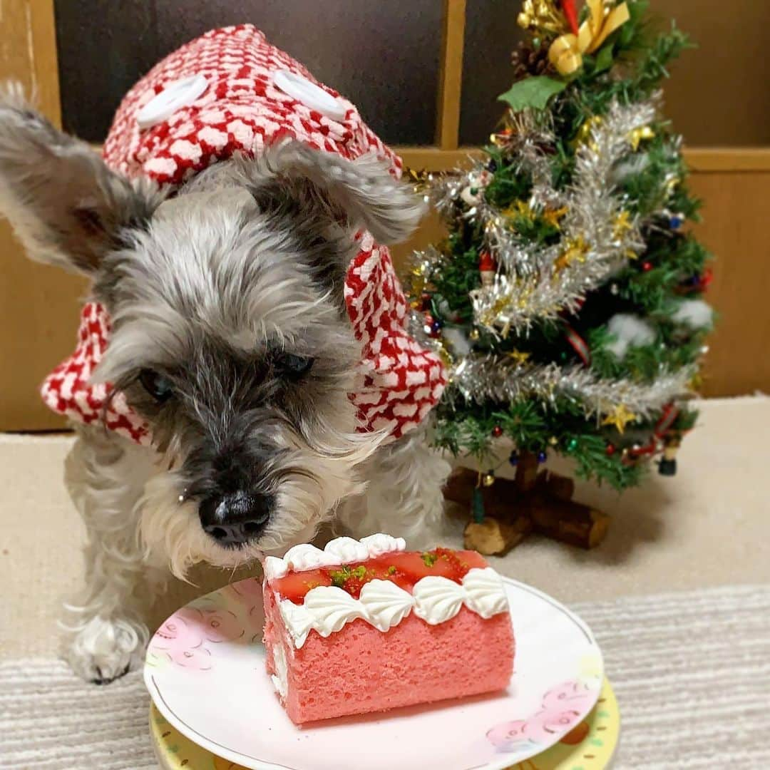 紀伊さつきのインスタグラム：「・ クリスマス、わが家にもサンタさんが来てました。  いちごのケーキ美味しそう🎁🎂 しかし15歳のシニア犬はひとくちで満足したようでした😂  愛犬は赤いサンタ色、母は茶色いトナカイ色、写ってませんが私は緑のツリー色の服でした。偶然。  ・  #訝しげ  #クリスマス #犬用ケーキ  #シニア犬 #シニア犬15歳 #愛犬 #犬 #わんこ  #シュナウザー #ミニチュアシュナウザー #片耳立ち #犬のいる暮らし #わんこ部 #犬バカ部  #dog #doggo #doggy #schnauzer  #miniatureschnauzer #minischnauzer #olddog #seniordog #doglover  #dogstagram #instadog #dogoftheday #christmas #christmascake」