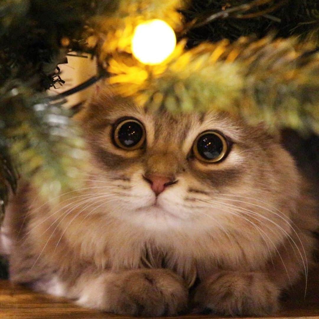 nocoaのインスタグラム：「🎄Happy holidays🎄 ． ． #ロイサラ成長記録」