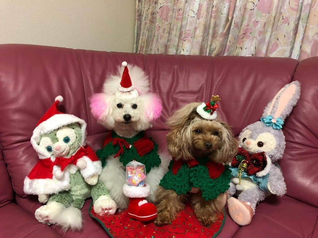 田中めぐみさんのインスタグラム写真 - (田中めぐみInstagram)「【#愛犬クリスマス】  愛犬🐩🎄🎁 Xmas衣装が似合う〜❣️  きゃわいいー💓  足元に、ちゃんと #クリスマスブーツ 🎄  #お菓子 #おかし #おやつ  ‪#駄菓子アナウンサー‬ ‪#駄菓子屋 #駄菓子女子 ‬ ‪#駄菓子 #日本駄菓子協会 #公認‬  ‪#HAP #horipro‬ ‪#田中めぐみ #アナウンサー‬ ‪#ホリプロ #ホリプロアナウンス室‬」12月25日 17時31分 - megumin5rp