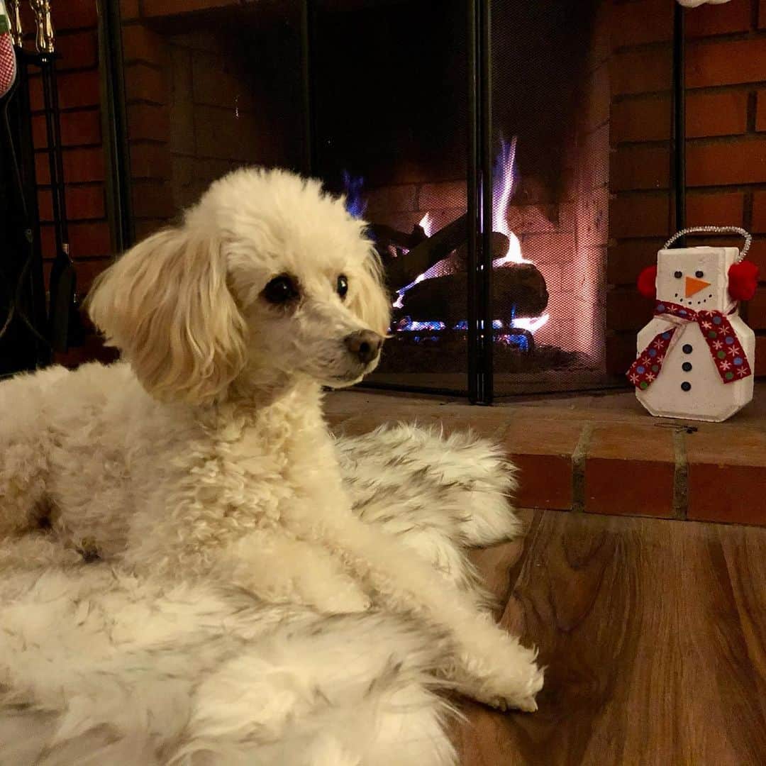 アンドリア・バーバーのインスタグラム：「And to all a good night. 🌙 ❤️🎄🎅🏻」