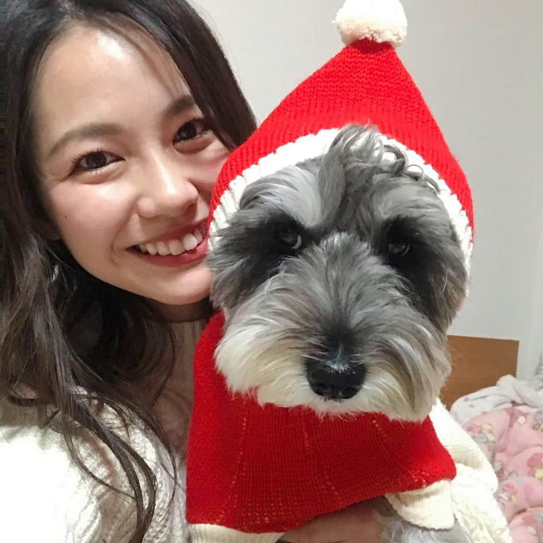 浦郷絵梨佳さんのインスタグラム写真 - (浦郷絵梨佳Instagram)「我が家にもへっぽこサンタ🎅さんが やってきました🤍❤️🤍❤️  なんだかんだここ数年 犬と母とメリークリスマス🎄  #着せられて #写真撮られて  #少し #不機嫌 #そんなところも #かわいい  #ももたろう #ミニチュアシュナウザー #3歳 #ソルトアンドペッパー #オス」12月25日 17時50分 - urago.erika