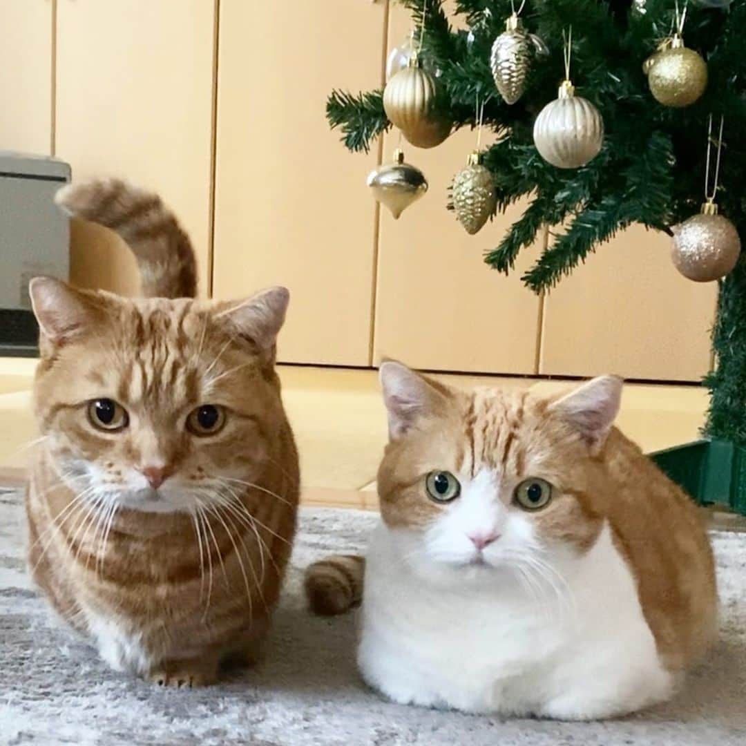 茶太郎 & きなこのインスタグラム：「短足兄妹並んで😑😑 メリークリスマスにゃ😽🎄✨💕 Happy Merry Christmas😽✨🎄✨ #クリスマスプレゼントは高級おやつにゃ #クリスマス太りしたにゃ #今日も素敵な楽しい夜を過ごしてにゃ #マンチカン#猫#munchkin #cat#catstagram #amazing#ねこ#茶トラ#短足#catsofinstagram#excellent_cats#9gag#cats_of_world_#instacat_meows#bestcats_oftheworld#catsofig#instacat#cats_of_instagram」