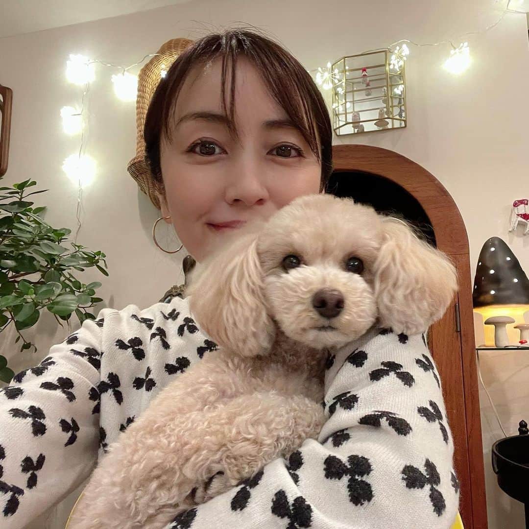 矢田亜希子さんのインスタグラム写真 矢田亜希子instagram 髪型を変えたきなこです トイプードル Toypoodle 姉妹犬 ブログ更新できず 12月25日 18時02分 Akiko Yada