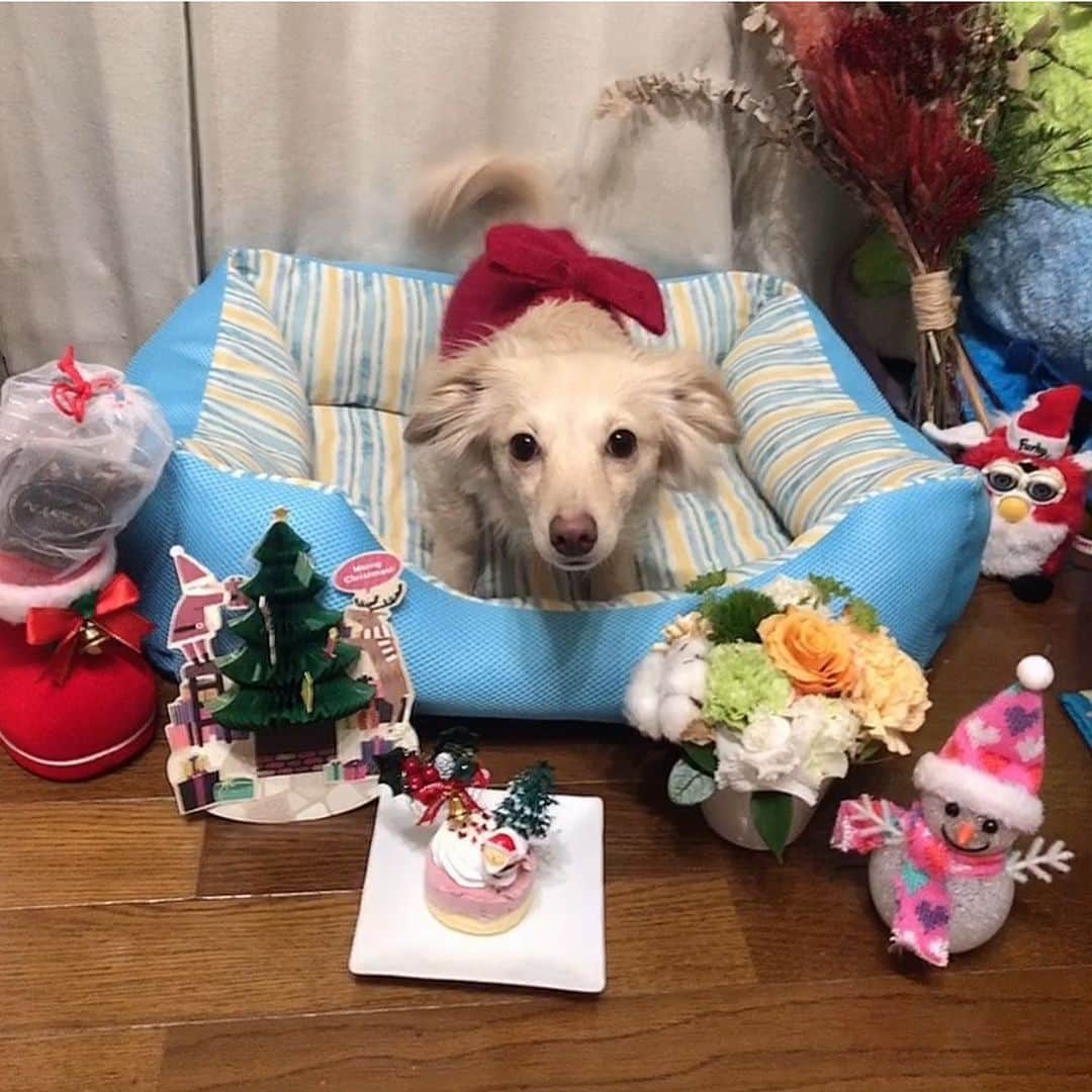 桜子さんのインスタグラム写真 - (桜子Instagram)「#メリークリスマス 🎅🎄✨  . . . #merrychristmas #チワックス #dog」12月25日 18時11分 - ishibashi__88