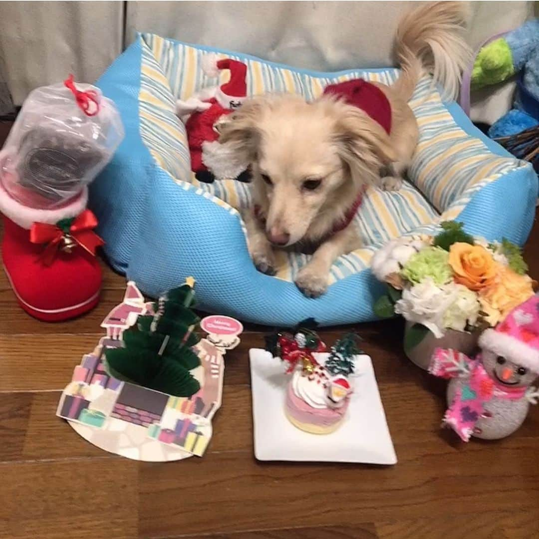 桜子さんのインスタグラム写真 - (桜子Instagram)「#メリークリスマス 🎅🎄✨  . . . #merrychristmas #チワックス #dog」12月25日 18時11分 - ishibashi__88