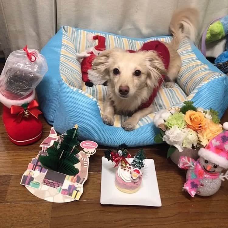 桜子さんのインスタグラム写真 - (桜子Instagram)「#メリークリスマス 🎅🎄✨  . . . #merrychristmas #チワックス #dog」12月25日 18時11分 - ishibashi__88