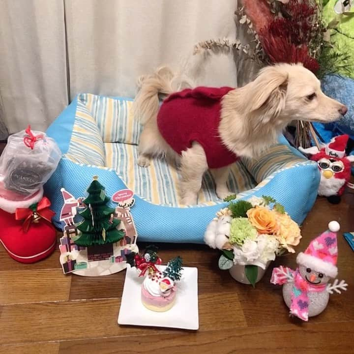 桜子のインスタグラム：「#メリークリスマス 🎅🎄✨  . . . #merrychristmas #チワックス #dog」