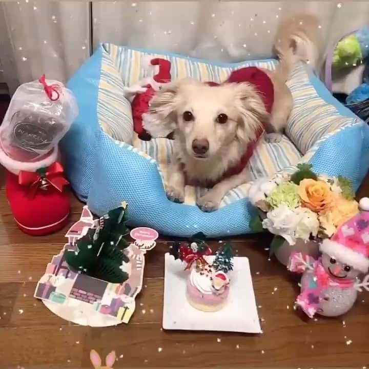 桜子のインスタグラム：「#merrychristmas 🎄🎁」