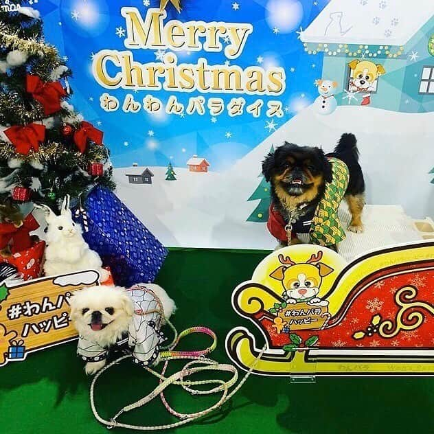 わんわんパラダイスのインスタグラム：「メリークリスマス🎄🎉 本日は「#わんパラハッピー」を付けて撮影いただいたお写真のご紹介『特別編』❄️ 11月21日(土)・(日)に開催された #インターペット愛知 にてわんわんパラダイスブースで撮影いただいたお写真をご紹介いたします📷  photo by：@kinniyan2222 さん わんわんパラダイスブースへお立ち寄りいただきありがとうございました😊✨  ＊＊＊＊＊＊ わんわんパラダイスでは、 わんちゃんに羽が生えたような写真が撮れる専用パネルを設置中⛄️  「#わんパラハッピー」を付けてご投稿いただいたお写真の中からピックアップし、 わんわんパラダイス公式Instagramアカウント内で紹介させていただきます🐶🎁 ＊＊＊＊＊＊ #わんわんパラダイス #わんこ #犬がいる生活 #おでかけ #犬 #わんこは家族 #わんこカメラ部 #わんこと旅行 #癒し犬#dogs #犬好きさんと繋がりたい #犬バカバンザイ #わんこと泊まれる宿 #犬バカ部 #いぬすたぐらむ #ふわもこ部  #愛犬 #リゾート #gotoキャンペーン #gotoトラベルキャンペーン #わんパラハッピー」