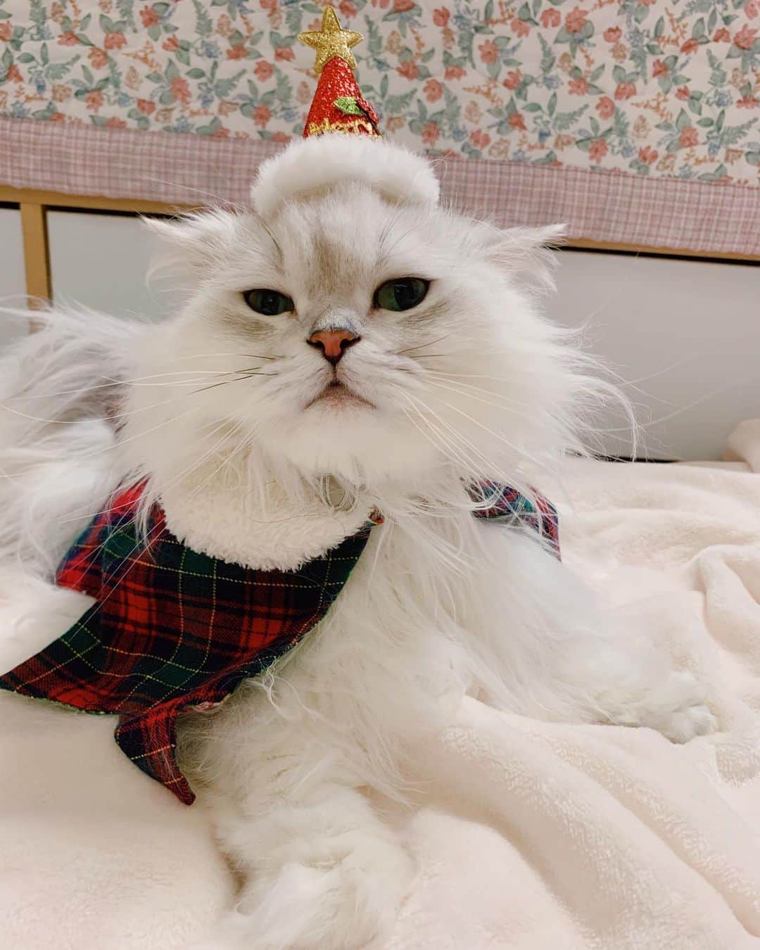 후추네큰언니のインスタグラム：「이뿌니까......   #후추  #고양이  #냥스타그램 #캣스타그램  #Hoochu #Hoochuthecat #cat #cats #catstagram #catsofinstagram #topcatphoto #bestmeow #ilovecat #cute #fluffy #petstagram #instacats」