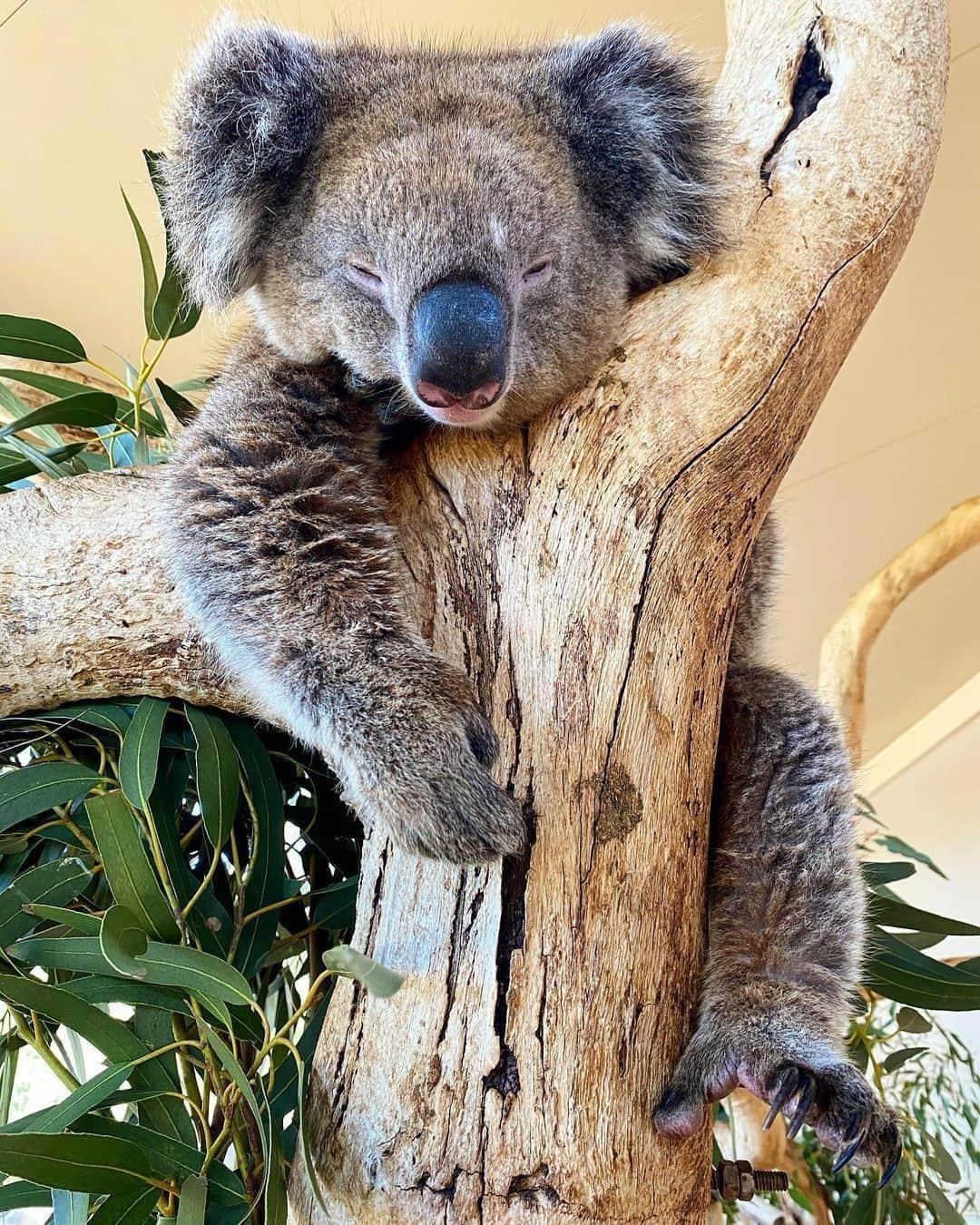 Australiaさんのインスタグラム写真 - (AustraliaInstagram)「When the food coma starts to kick in… 😂 Anyone else feeling a little like our furry mate here after overindulging this festive season? @koala_keeper_ness spotted this sleepy koala having a nap in @southaustralia’s @clelandwildlifepark, and boy oh boy, wouldn't we like to join him! 😴 Located in @visitadelaidehills, just 20 minutes from Adelaide, the team at #ClelandWildlifePark have been playing an important role in helping local wildlife recover from the bushfires that hit earlier this year. So if you’re looking for a feel-good holiday activity, visiting this spot will not only allow you to say g'day to these cute critters, you’ll also be supporting their future. ❤️ #seeaustralia #visitadelaidehills #seesouthaustralia #holidayherethisyear」12月26日 4時00分 - australia