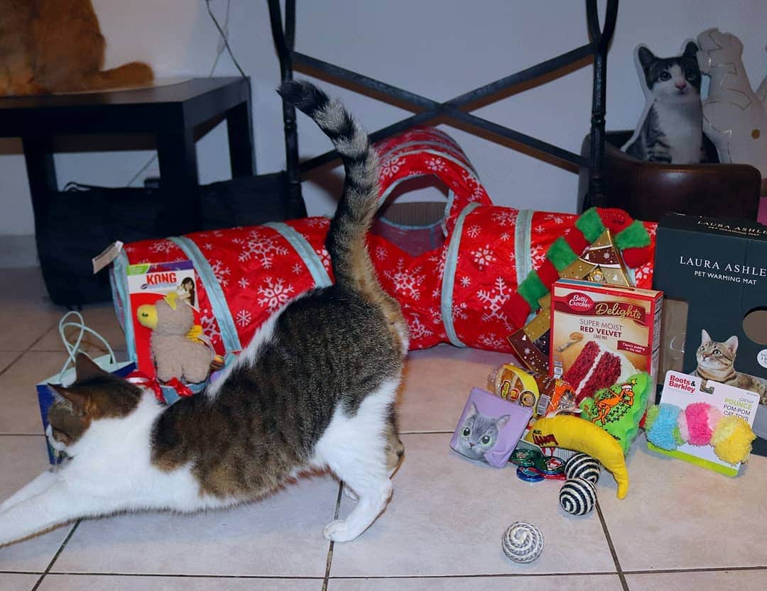 Homer Le Miaou & Nugget La Nugのインスタグラム：「I've tried you guys. I swear i did, look at the cute display i've made before those two decided to be total #CatsOfNope 😹😞😹 Such Grinches!lol But look how spoiled we've been!!! This year's secret Santa Claws was so special with the pandemic and 2020 being cursed. And look at this loot. Way more presents than humom hehe!😸 Swipe to see the cutest Catmas ornaments ever, with our faces on it!😻 Thank you so much to our secret Santa @supersassefras and our friend V @tapioka425 You rock!!!💖🎁💖 I hope you all had pawesome food yesterday and are having a super fun Catmas day today. Can't wait to see all your #SecretSantaClaws2020 pics for those who joined!🎁 And to everybody: Merry Catmas! We fluff you!!!🎅💖🎅」