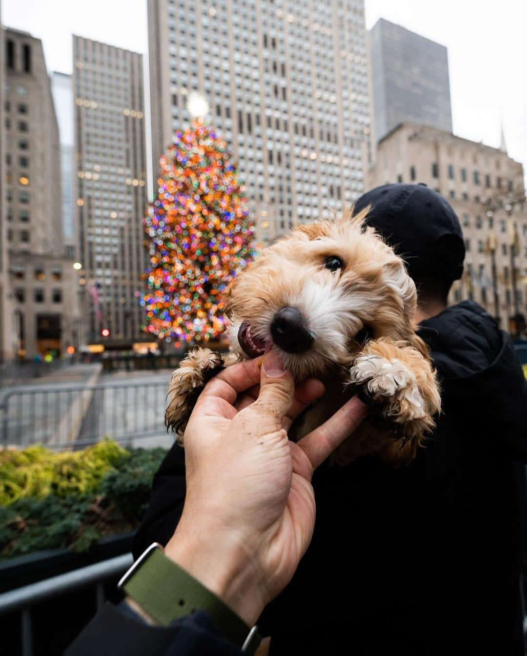 The Dogistさんのインスタグラム写真 - (The DogistInstagram)「Ollie, Labradoodle (16 w/o), Rockefeller Center, New York, NY • “He’s a puppy but he tries to hump every dog and his poops are huge.”」12月26日 4時30分 - thedogist