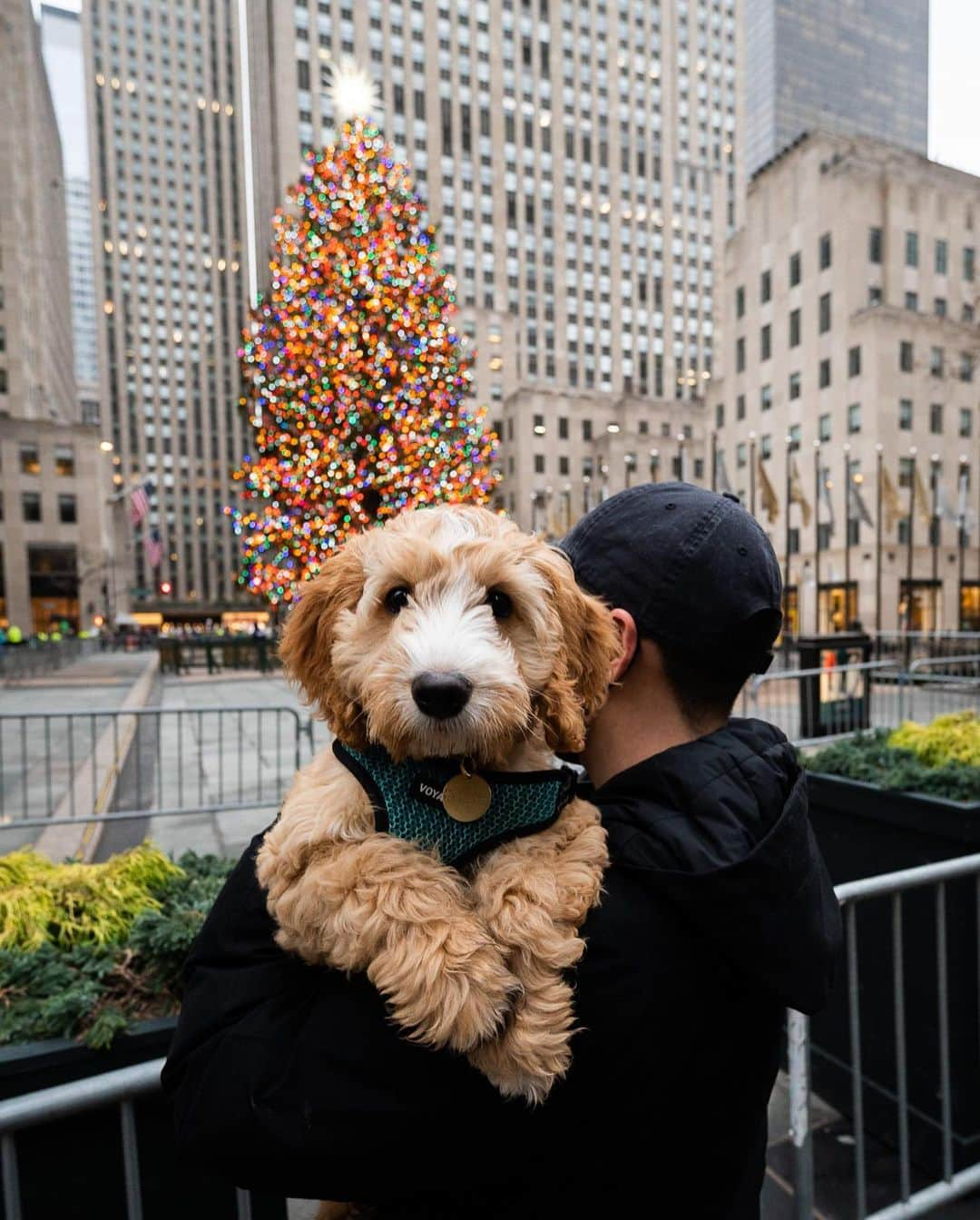 The Dogistさんのインスタグラム写真 - (The DogistInstagram)「Ollie, Labradoodle (16 w/o), Rockefeller Center, New York, NY • “He’s a puppy but he tries to hump every dog and his poops are huge.”」12月26日 4時30分 - thedogist