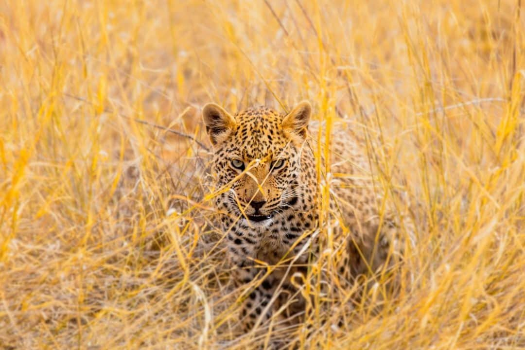 National Geographic Travelさんのインスタグラム写真 - (National Geographic TravelInstagram)「Photo by @Jonathan_irish / You can’t see me! / A young leopard hides in the tall grasses of Namibia while practicing his cloak-and-dagger skills. Even though he was just a cub, being eye to eye with a leopard was an intimidating experience. #leopard #Namibia」12月26日 4時36分 - natgeotravel