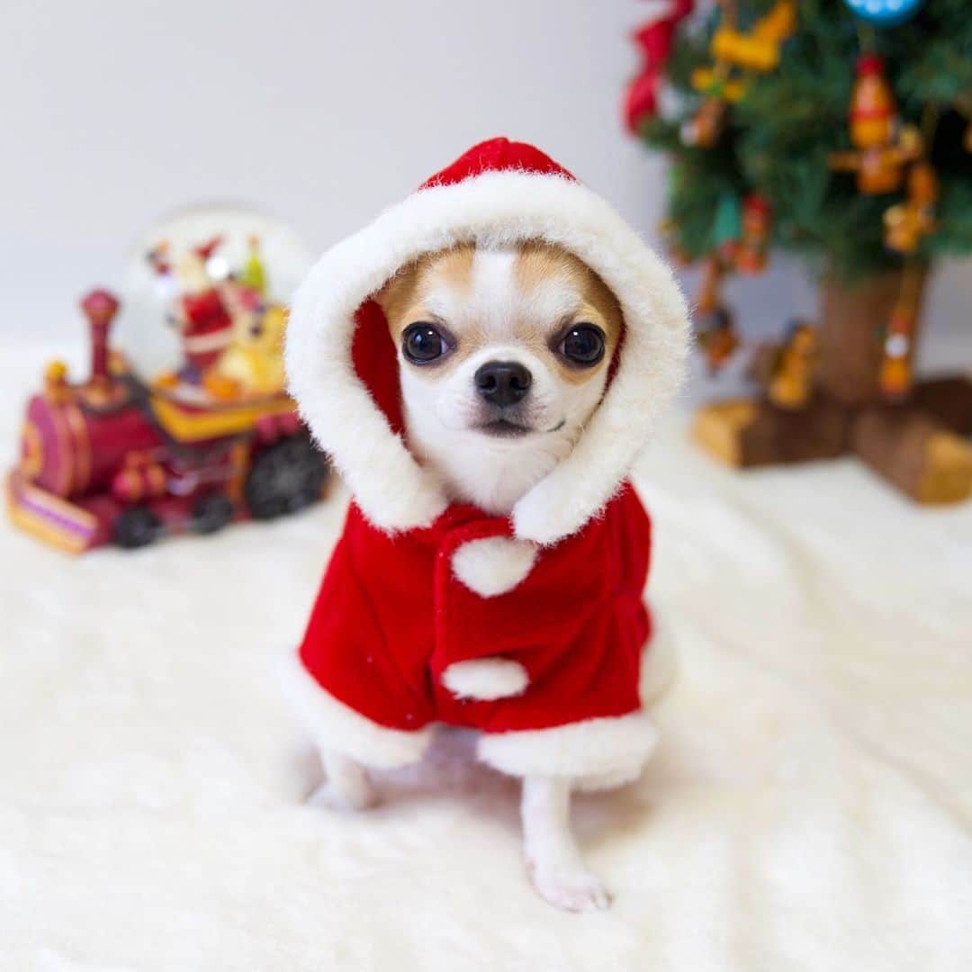 Kiyoのインスタグラム：「♔ Miko ♔ クリスマスは終わってしまいましたが サンタコスのミコで失礼します😂 ♔ #puppy#puppies#puppiesofinstagram#dog#dogs#dogsofinstagram#dogstagram#doglover#dogsofinstaworld#dog_features#instadog#instagramdogs#ilovemydog#chihuahua#chihuahuasofinstagram#chihuahualove#chihuahualife#dogsofbark#weeklyfluff#barked#animalsco#IGersJP#instagramjapan#todayswanko#pecoいぬ部#チワワ部#チワワ#スムチー#decocoの子はみんな可愛すぎる」