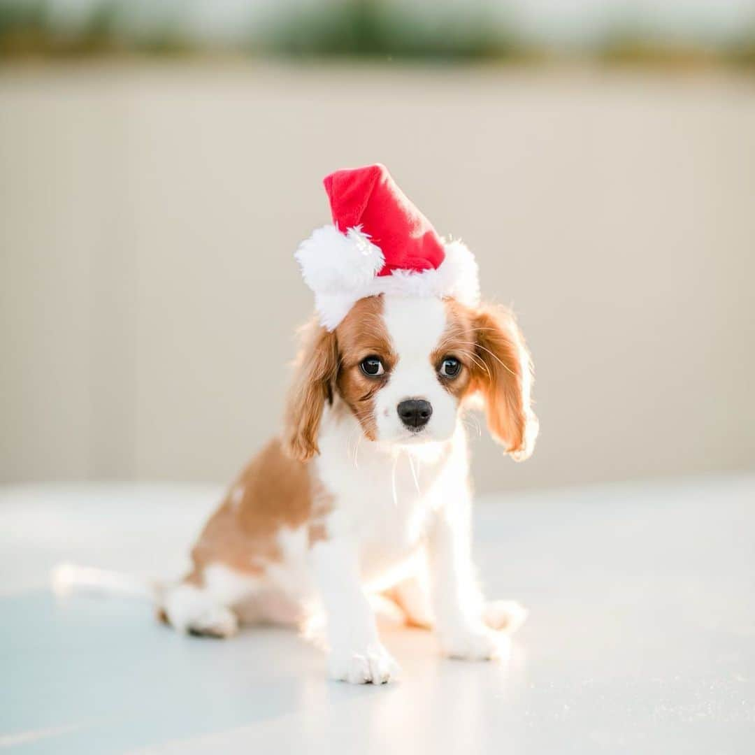 Baby Animalsさんのインスタグラム写真 - (Baby AnimalsInstagram)「All I want for Christmas is you, @cavalierkingbowie.   Follow Bowie, AKA Santa Paws, to see him open his first Xmas presents. Santa Paws follows back🐾🎄」12月26日 4時57分 - thebabyanimals