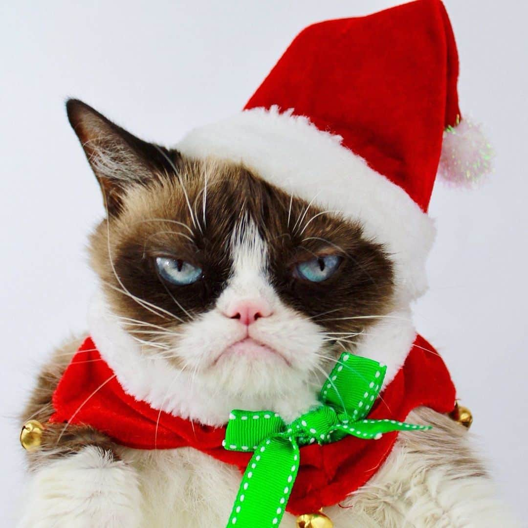 Grumpy Catさんのインスタグラム写真 - (Grumpy CatInstagram)12月26日 5時15分 - realgrumpycat