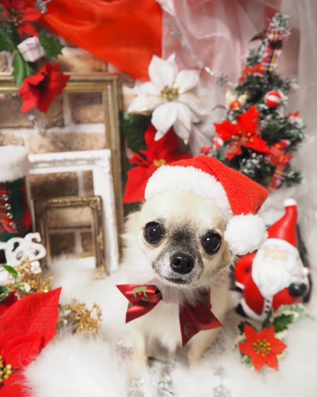 野口彩未のインスタグラム：「メリークリスマス🎅🐶❤️ かわいい×100000くらい🥰 癒される🥰🥰🥰🥰🥰  #親バカグラム #世界一かわいい #チワワ #トト吉」