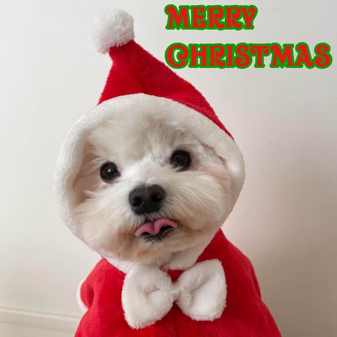 セロリのインスタグラム：「【Merry Christmas】 今年はコロナ禍でのクリスマス。 いつもとは違う雰囲気ですよね。 クリスマスを迎えることが出来なかった多くの尊い命があります。 高い空へ届け。 Merry Christmas... どこかで誰かの笑顔に繋がりますように。。。 #maltese #マルチーズ #チームいくら #クリスマス #christmas #サンタクロース #santaclaus #malteseofinstagram #maltese101 #malteser #malteseofficial #maltesedog #dog #instadog #dogstagram #dogoftheday #doglovers #instapet #adorable #ilovemydog  #ペット #わんこ #ふわもこ部 #犬のいる暮らし #いぬら部  #いぬすたぐらむ #イッヌ」